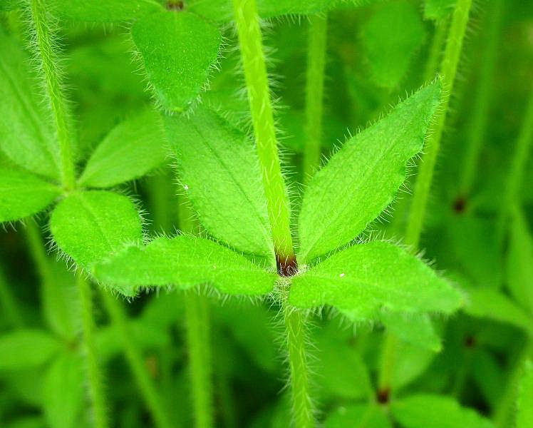 Cruciata laevipes / Crocettona comune